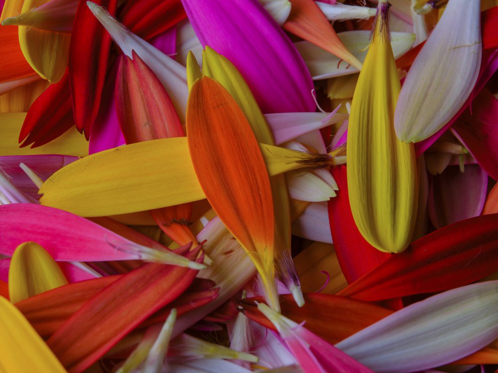Vibrant Flower Petals