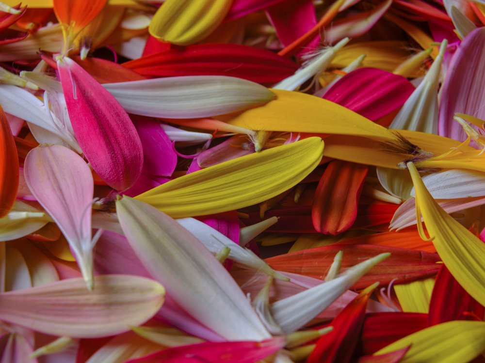 Vibrant Flower Petals