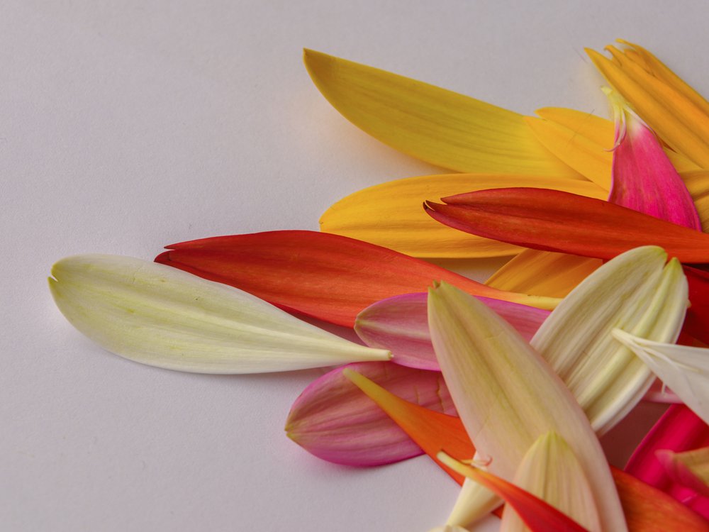 Colorful Petal Mosaic