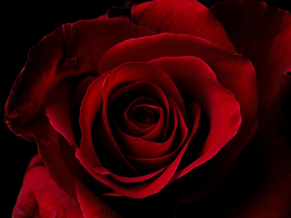 Deep Red Rose