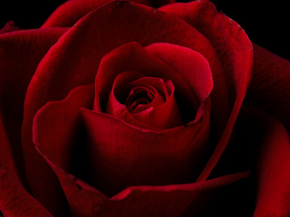 Velvet Red Rose