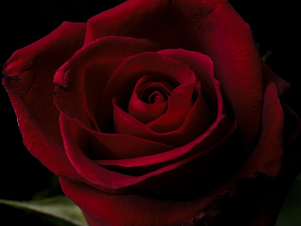 Deep Red Rose