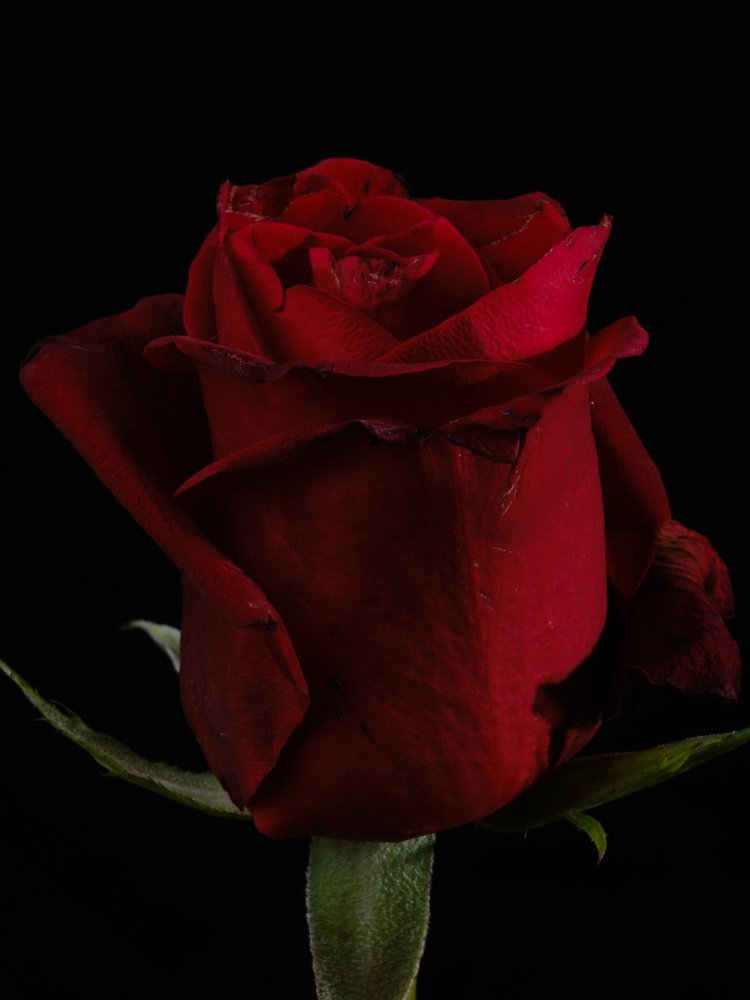 Dark Red Rose