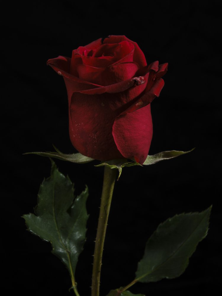 a beautiful red rose
