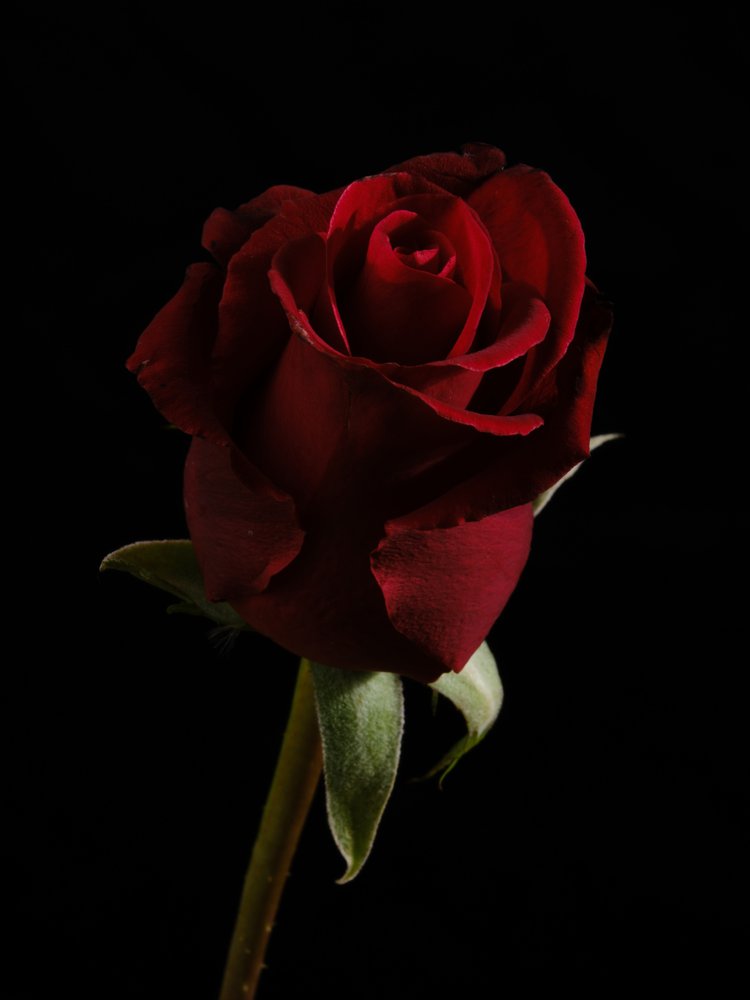 Deep Red Rose