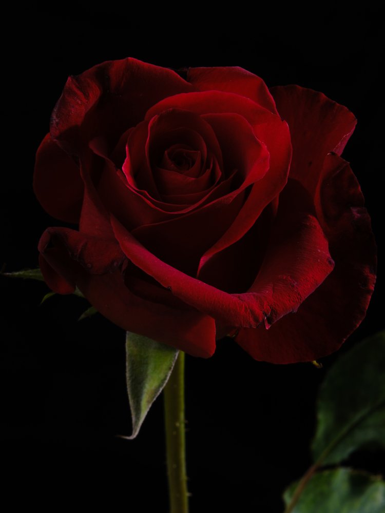 Elegant Red Rose