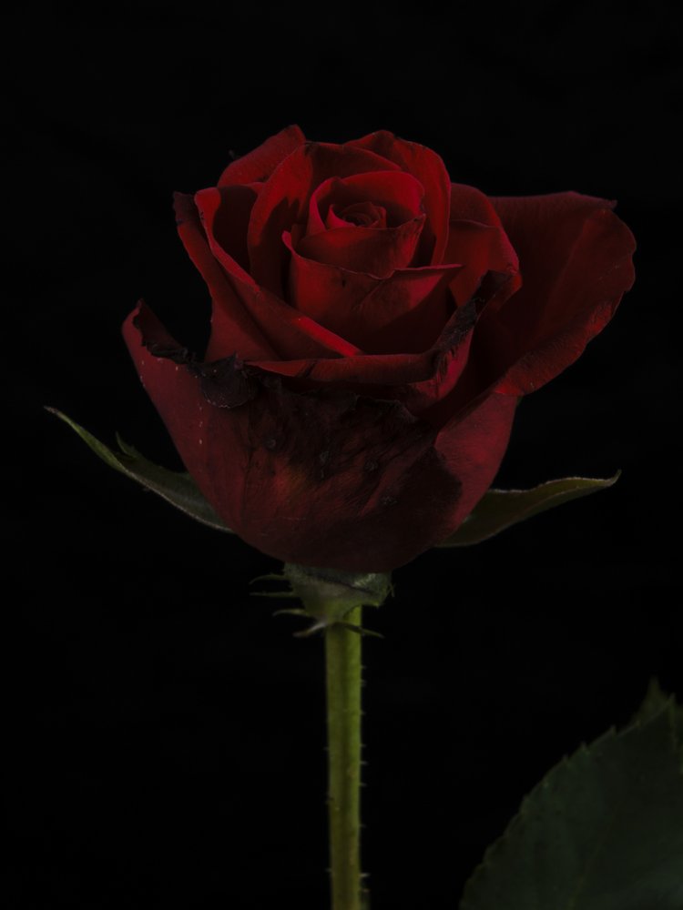 Elegant Red Rose