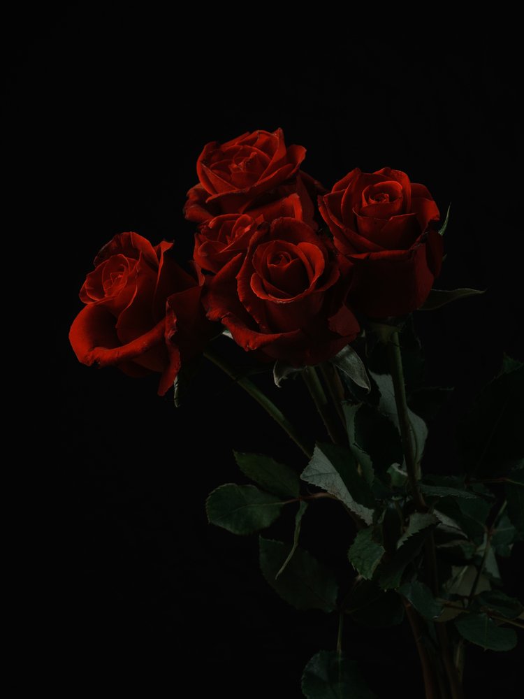 Red Roses Dark Bloom