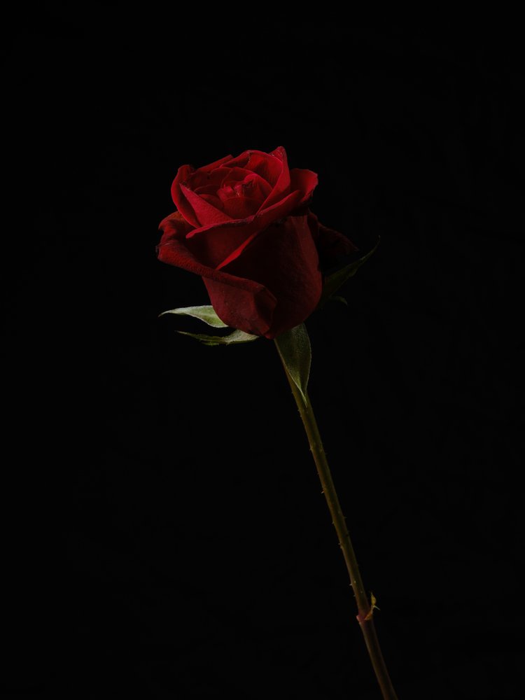 red rose isolated on black background