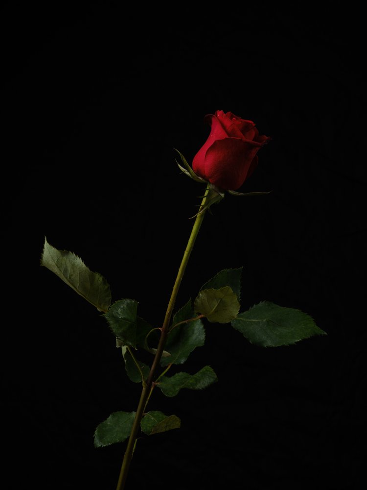 Elegant Red Rose