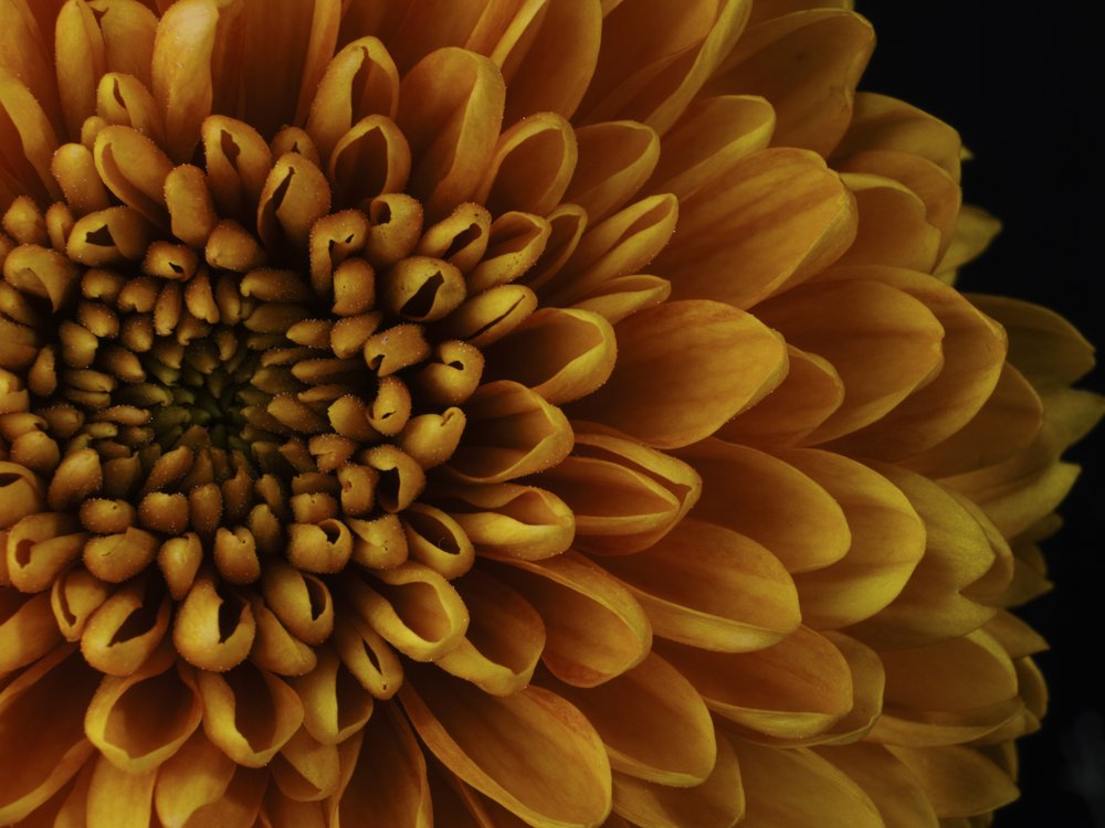 Golden Chrysanthemum Petals