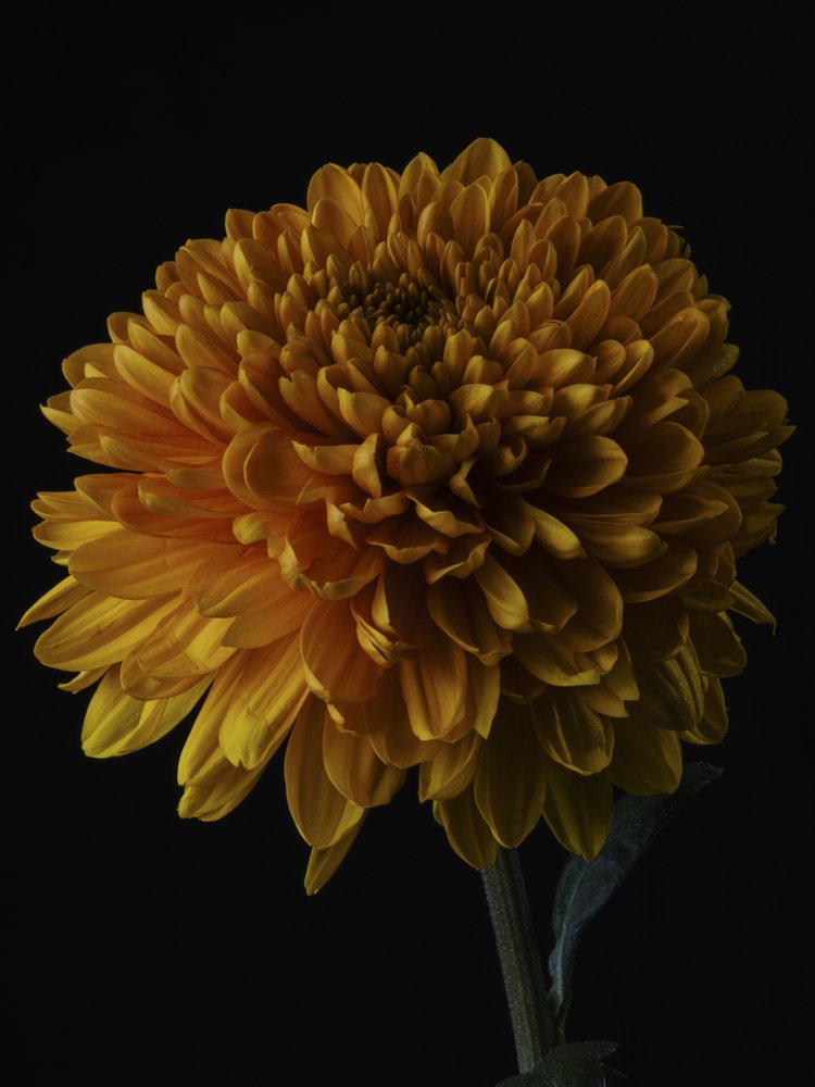 Vibrant Orange Chrysanthemum