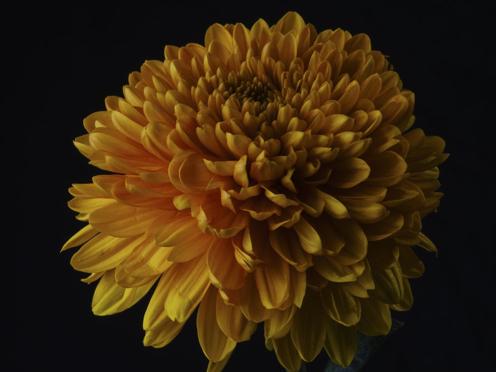 Dark Orange Chrysanthemum