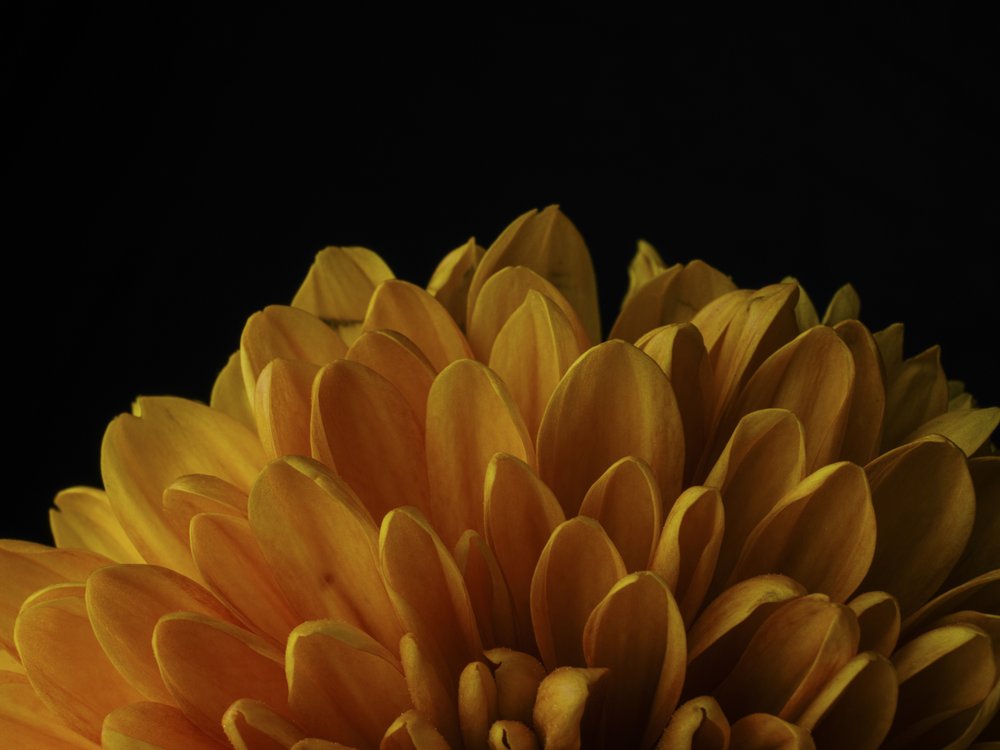 Golden Chrysanthemum Petals
