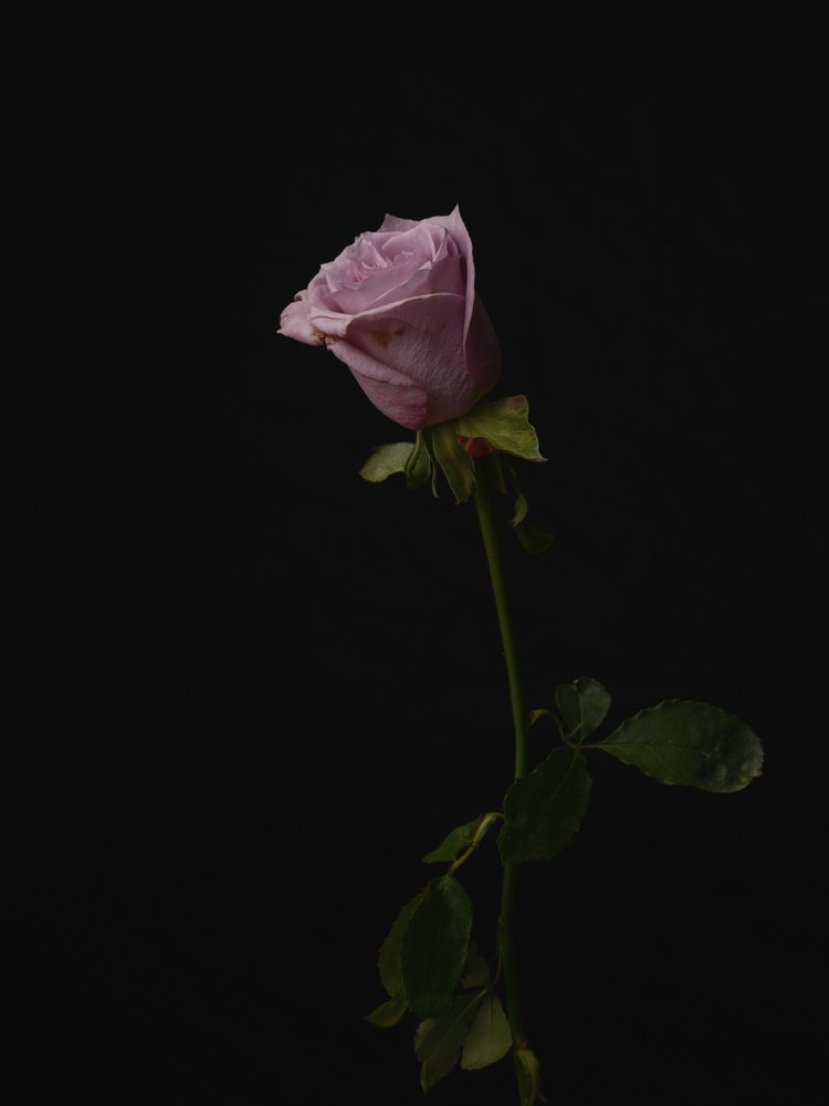 Elegant Lavender Rose