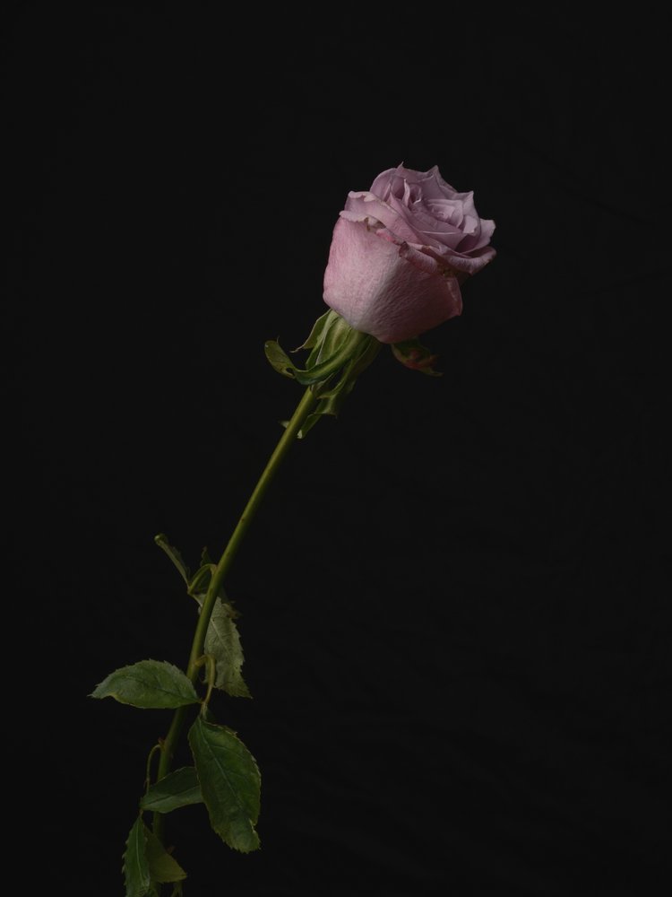 Graceful Purple Rose