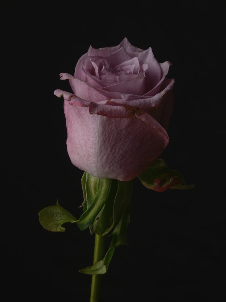 Elegant Mauve Rose