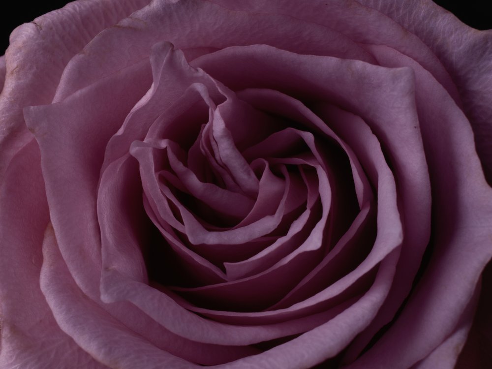 Elegant Purple Rose