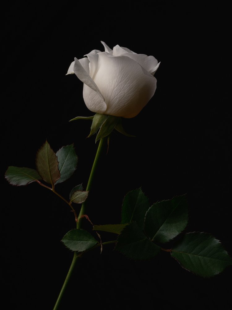 Elegant White Rose