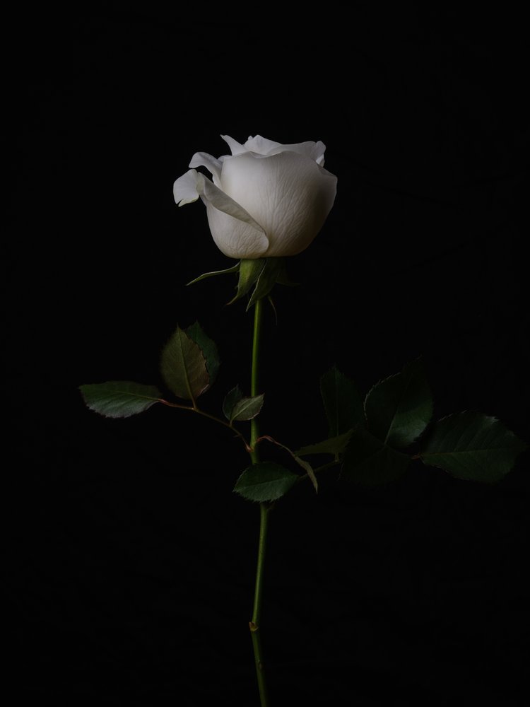 Elegant White Rose