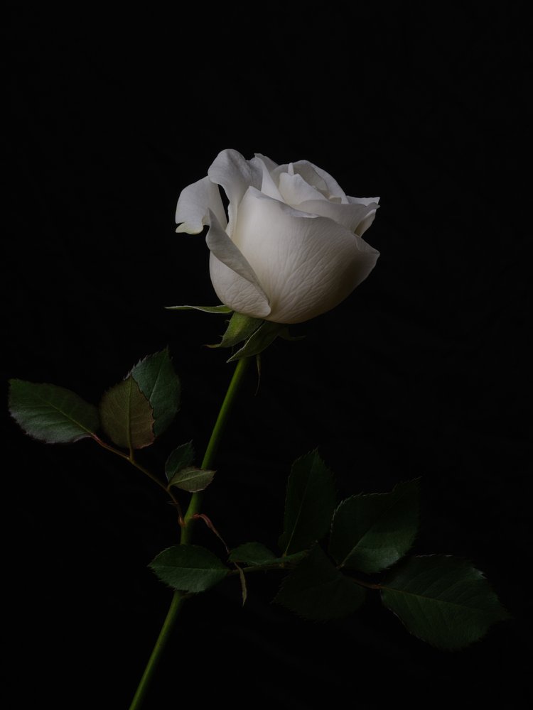 Elegant White Rose