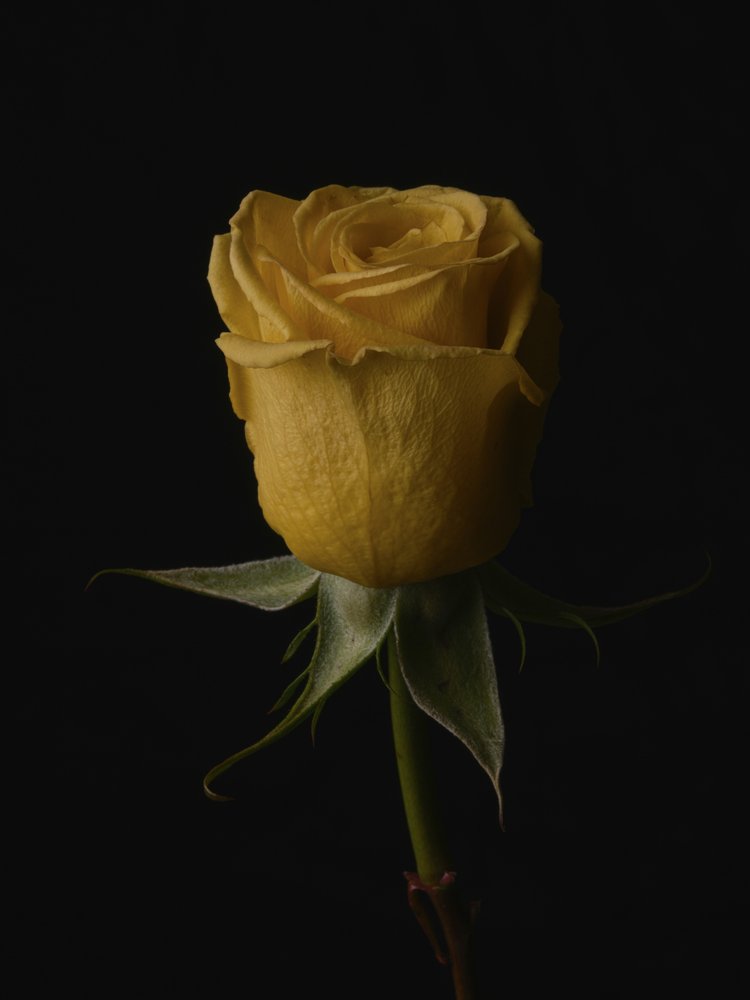 Elegant Yellow Rose