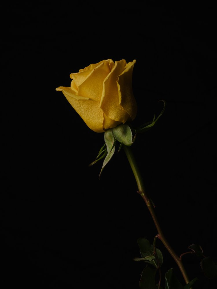 Elegant Yellow Rose