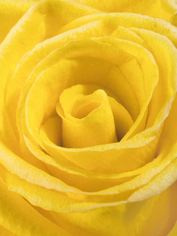 Golden Rose Bloom