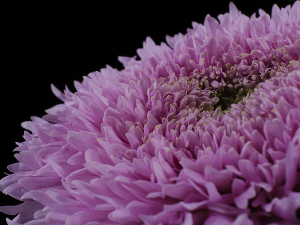 Purple Petals Bloom