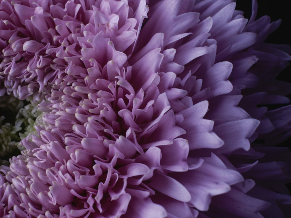 Delicate Purple Bloom