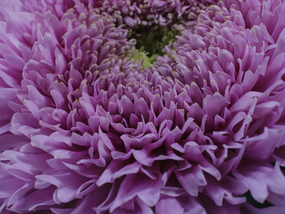 Intricate Purple Bloom
