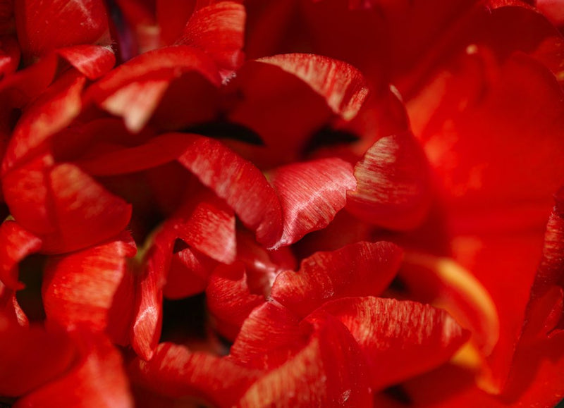 Vibrant Red Petals