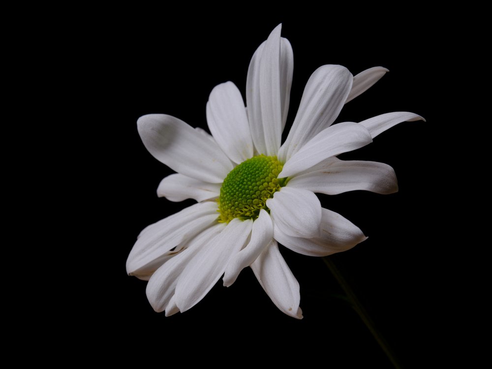 Elegant White Daisy