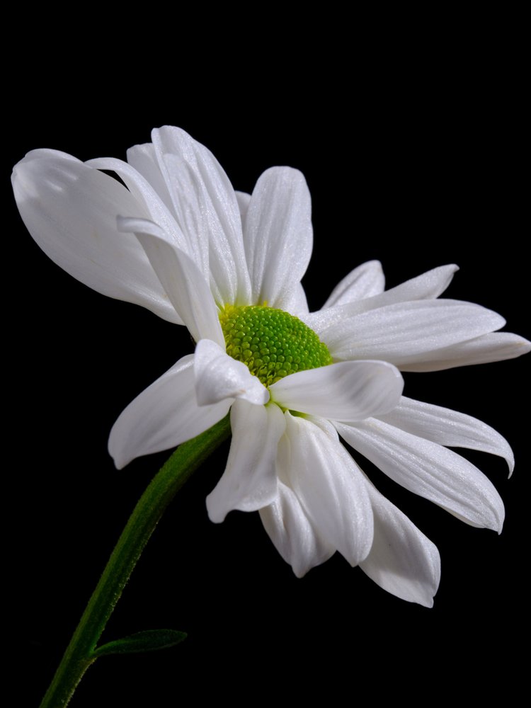 White Daisy Green Center