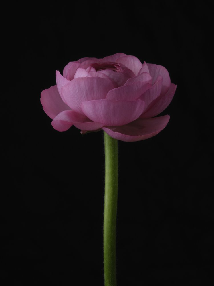 Pink Ranunculus Bloom