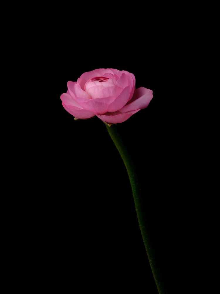 Pink Ranunculus Bloom