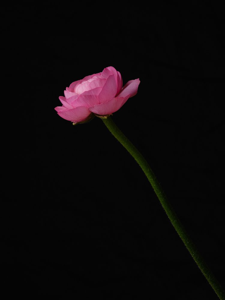 Elegant Pink Ranunculus