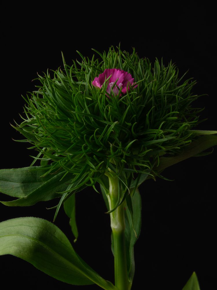 Emerging Pink Bloom