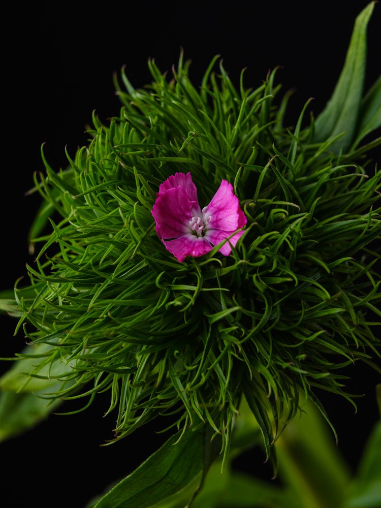Pink Bloom On Green