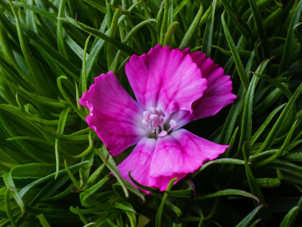 Vibrant Pink Flower