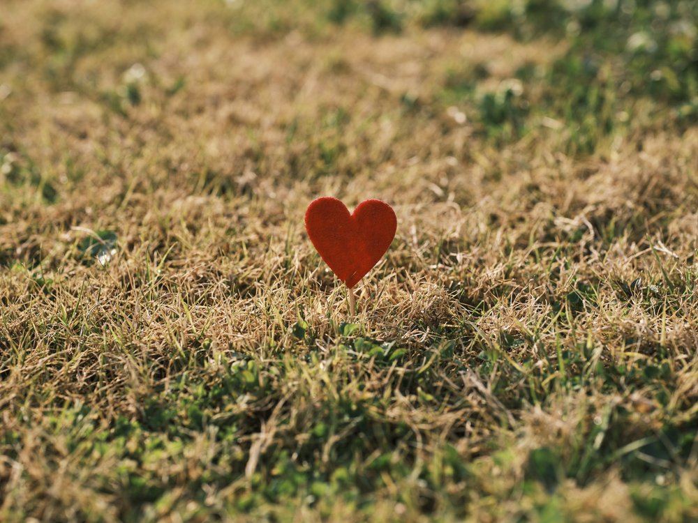Lone Red Heart in Grass