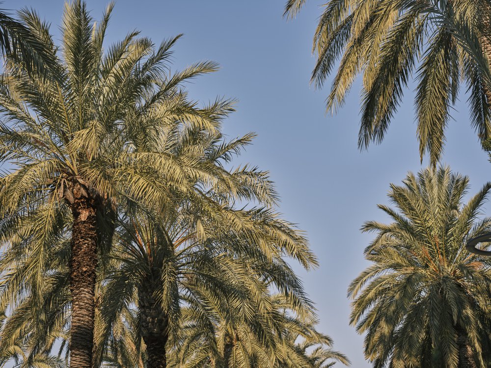 Tropical Palm Canopy