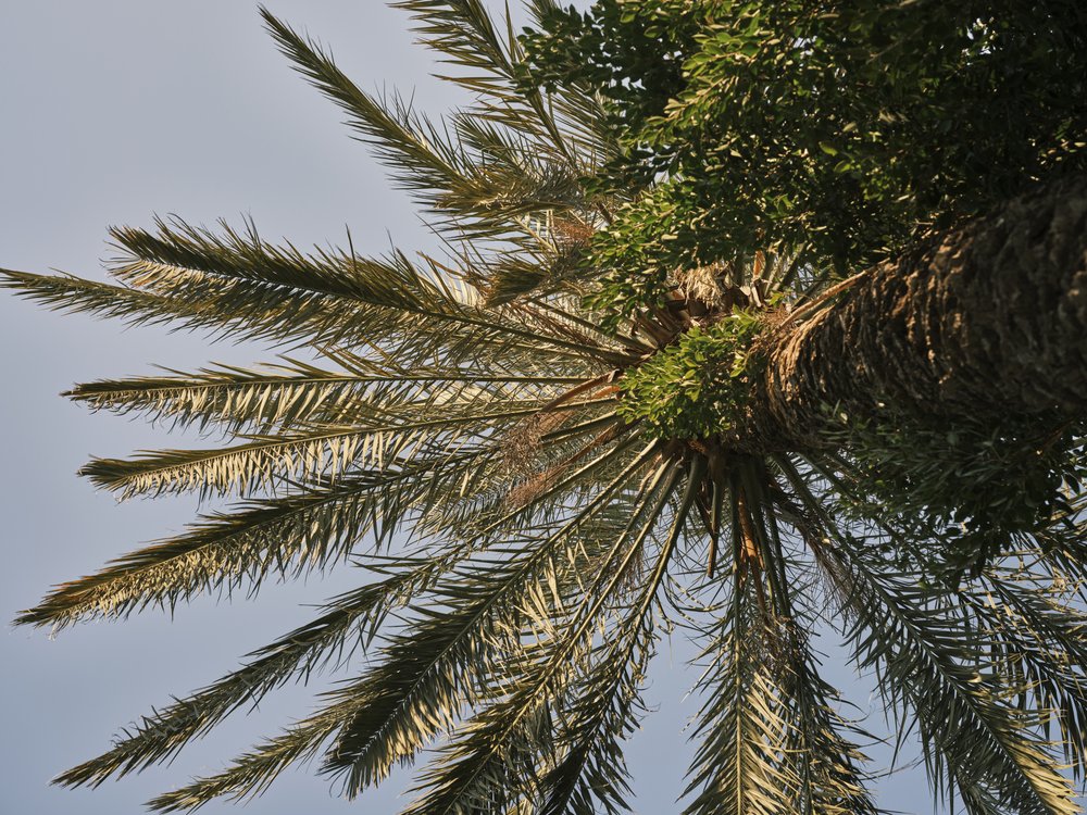 Tropical Palm Fronds