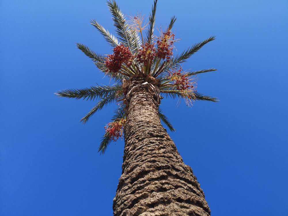 Tropical Palm Sky