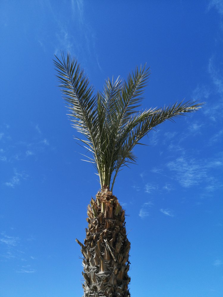 Tropical Palm Blue Sky