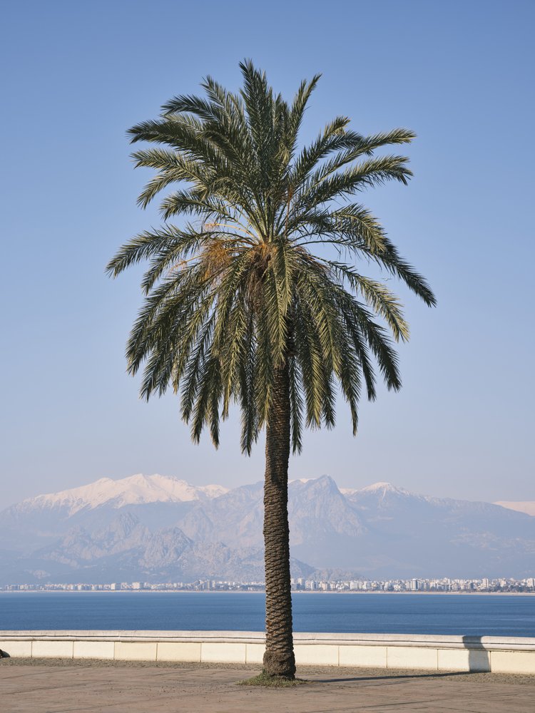 Coastal Palm Mountain View