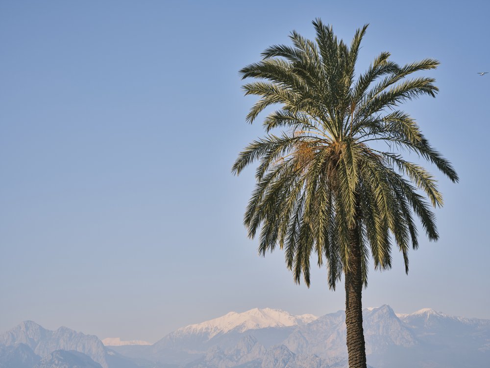 Palm Tree Snowy Peaks