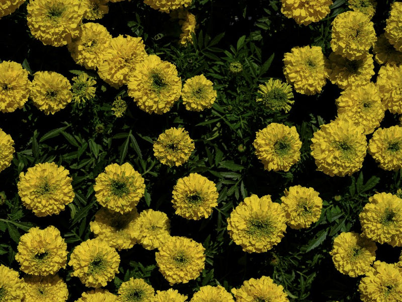 Vibrant Yellow Blooms