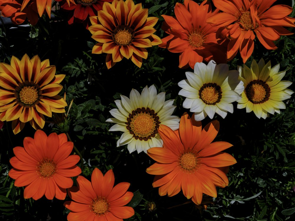 Vibrant Gazania Blooms