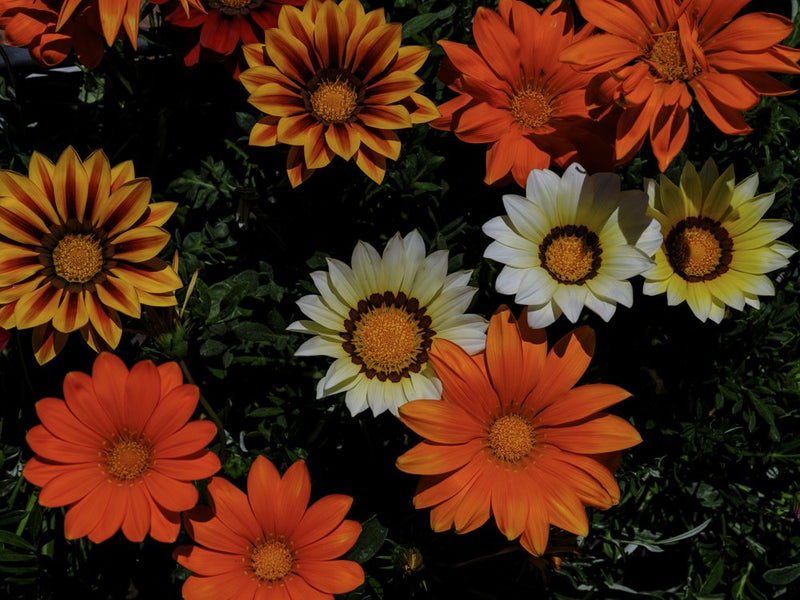 Vibrant Gazania Blooms